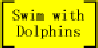 Swimming With Dolphins